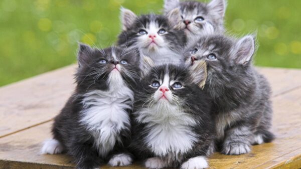 44722-cats-persian-kittens
