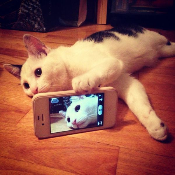 cat-taking-selfie-iphone-camera-13976003326