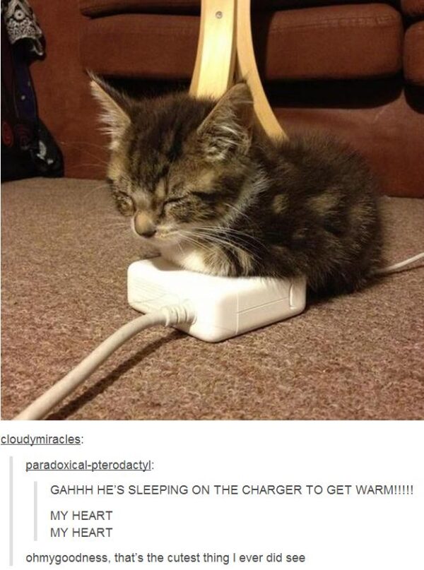 cutest kitten warm charger
