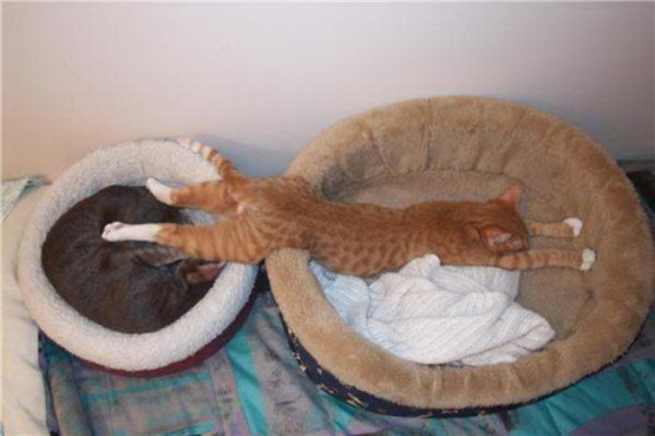 the-most-amazing-cat-sleeping-poses1