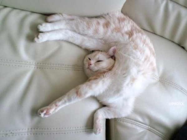 the-most-amazing-cat-sleeping-poses12