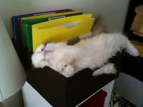 the-most-amazing-cat-sleeping-poses4