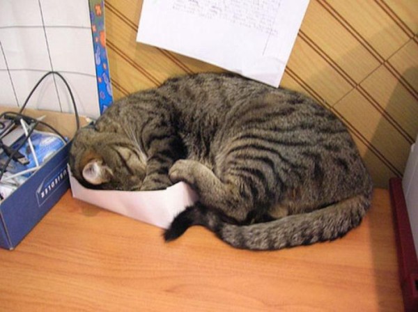 the-most-amazing-cat-sleeping-poses6