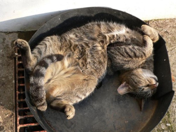the-most-amazing-cat-sleeping-poses9