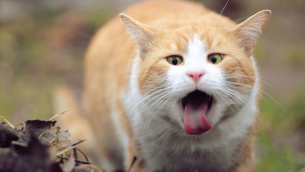 Animals___Cats_Red_Cat_and_tongue_044659_