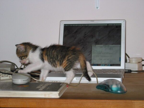 Cat-and-computer