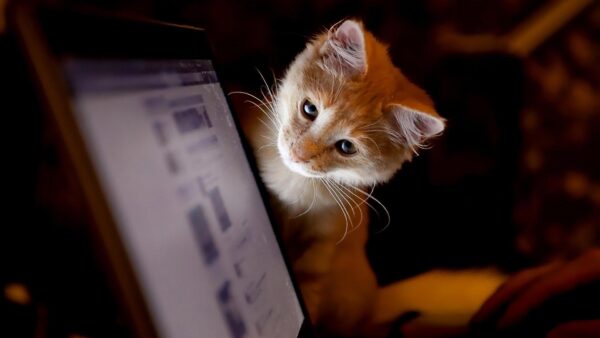 cat-kitty-computer-screen-animal-1920x1080