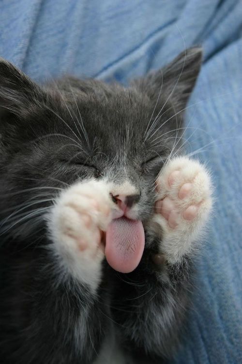 cat tongue cute1_500