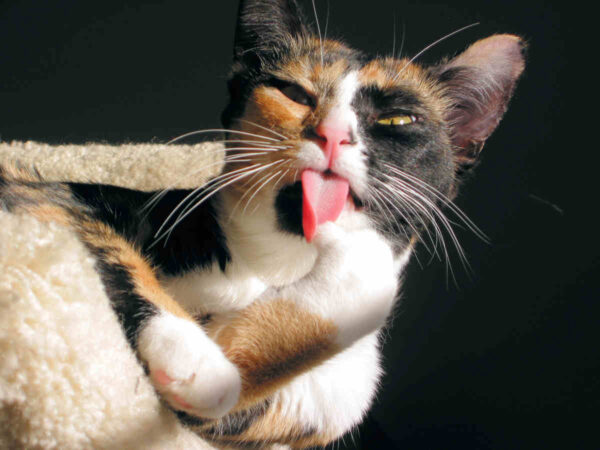 chelle cat tongue