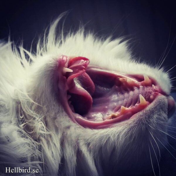 yawning cat Selma