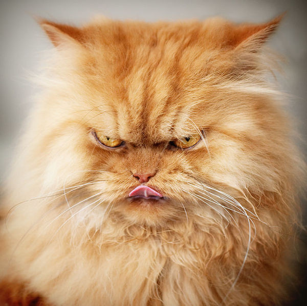 garfi-evil-grumpy-persian-cat-10__700