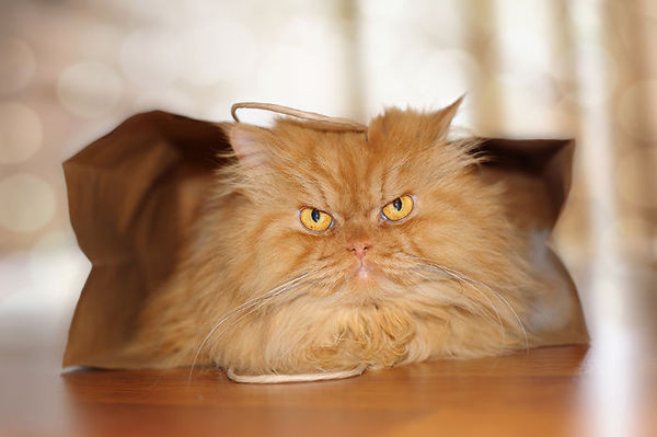 garfi-evil-grumpy-persian-cat-8__700